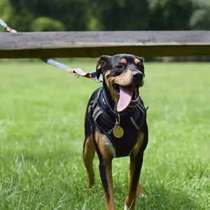 No-pull Dog Harness - PetsandGadgets
