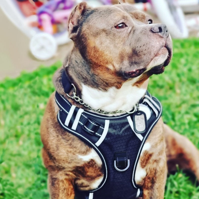 No-pull Dog Harness - PetsandGadgets