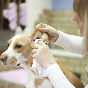 Pet Ear Powder - PetsandGadgets