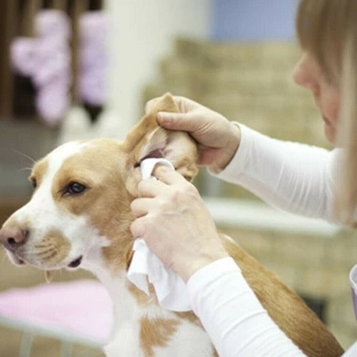 Pet Ear Powder - PetsandGadgets