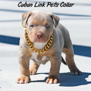 Cuban Link pets collar - PetsandGadgets
