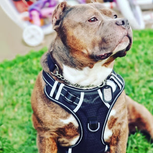 No-pull Dog Harness - PetsandGadgets