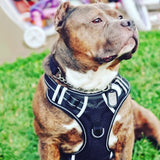 No-pull Dog Harness - PetsandGadgets